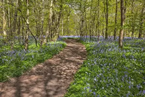 Arlington: Path in bluebell forest - footpath leading through