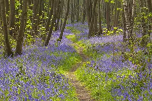 Nottinghamshire: Path in bluebell forest - footpath leading through
