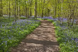 Arlington: Path in bluebell forest - footpath leading through
