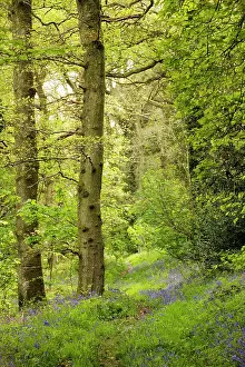 Footpaths: Path through bluebell wood