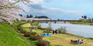 Picnic: Path of Cherry tree's full bloom, Kakunodate, Japan