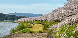 Picnic: Path of Cherry tree's full bloom, Kakunodate, Japan