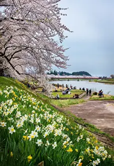 Promenade: Path of Cherry tree's full bloom, Kakunodate, Japan