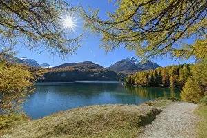 Engadin: Path with colorful larch trees and sun in autumn