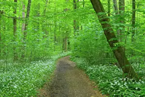 Ramsons: Path Through European Beech Forest (Fagus sylvatica)