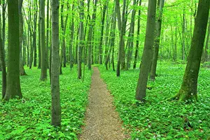 Ramsons: Path Through European Beech Forest (Fagus sylvatica)