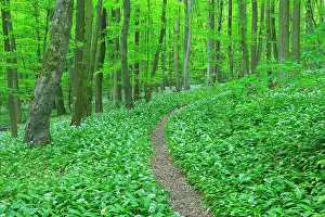 Ramsons: Path Through European Beech Forest (Fagus sylvatica)