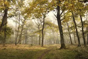 Path: Path in foggy forest with autumn leaves