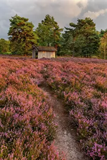 Apiary: Path in heather - foot path leading to a traditional apiary