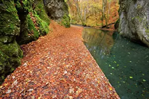 Trails: Path / Hiking Trail along creek in forest Autumn