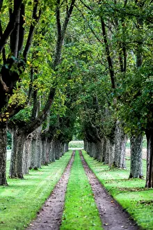 Majestic: A path with majestic maple trees