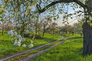 Teck: Path in orchard - country road leading through traditional