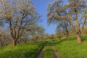 Teck: Path in orchard - country road leading through traditional