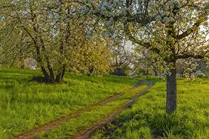 Teck: Path in orchard - country road leading through traditional