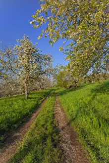 Teck: Path in orchard - country road leading through traditional