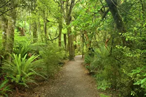 Purakaunui: Path in Rainforest - narrow walking track leading