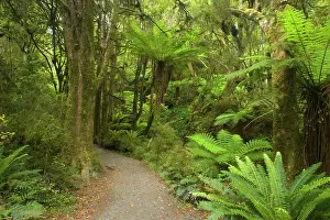 Purakaunui: Path in Rainforest - narrow walking track leading
