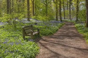Arlington: Path in spring forest - bench and footpath leading
