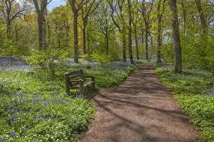 Arlington: Path in spring forest - bench and footpath leading
