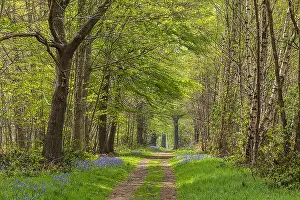 Nottinghamshire: Path in spring forest - footpath leading through