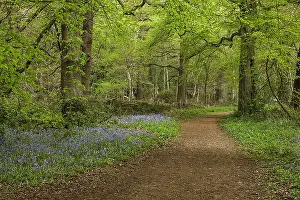Nottinghamshire: Path in spring forest - footpath leading through