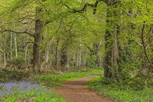 Nottinghamshire: Path in spring forest - footpath leading through