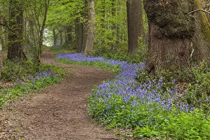 Nottinghamshire: Path in spring forest - footpath leading through