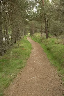 Trails: Path / Trail