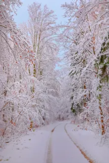 Leading: path in winter forest - path or country road leading through