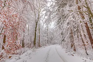 Leading: path in winter forest - path or country road leading through