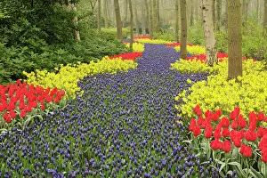 Pathway: Pathway of Grape Hyacinth, daffodils, and