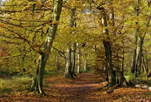 Hornbeams: Pathway through old hornbeams - in autumn in Great Wood