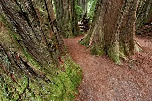 Pathway: Pathway through redwood trees. Redwood National