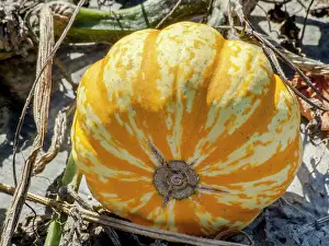 Vegetables: Patidou Sweet Lightning, Cucurbita pepo Sweet Lightning