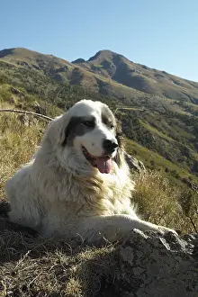 Mercantour: Patou Sheedog watching Mercantour National Park