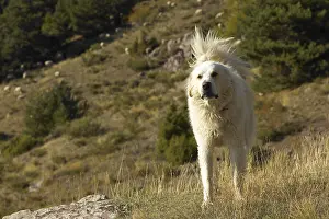 Mercantour: Patou Sheedog watching Mercantour National Park