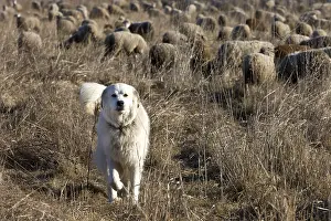 Molossoid: Patou sheepdog keeping a flock of Sheep France