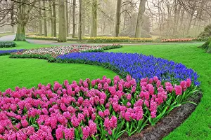 Lisse: Pattern of Grape Hyacinth, tulips, and Hyacinth