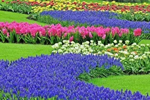 Lisse: Pattern of Grape Hyacinth, tulips, and Hyacinth