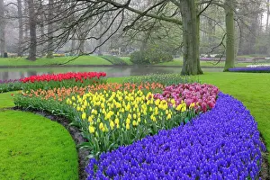 Lisse: Pattern of Grape Hyacinth, tulips, and Hyacinth