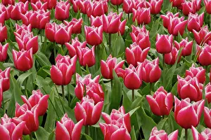 Lisse: Pattern of red tulips in garden, Keukenhof