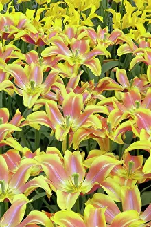 Keukenhof: Pattern of tulip flowers, Keukenhof Gardens
