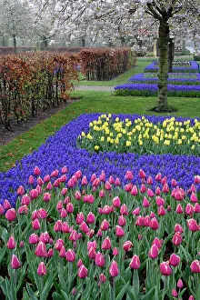 Landscaping: Pattern of tulips and Grape Hyacinth flowers
