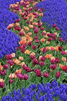 Lisse: Pattern of tulips and Grape Hyacinth flowers