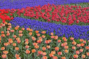 Lisse: Pattern of tulips and Grape Hyacinth flowers