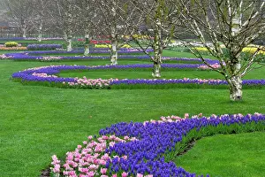 Lisse: Pattern of tulips and Grape Hyacinth flowers