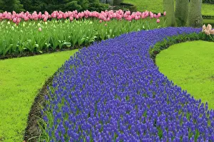 Hyacinth: Pattern of tulips and grape hyacinth flowers