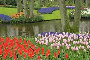 Hyacinth: Pattern of tulips and grape hyacinth flowers