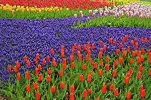 Hyacinth: Pattern of tulips and grape hyacinth flowers