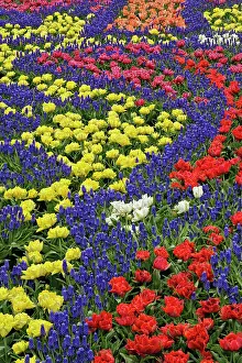 Hyacinth: Pattern of tulips and Grape Hyacinth flowers